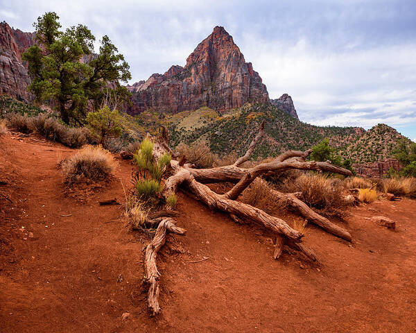 545 Foot Poster featuring the photograph The Watchman's Roots by Michael Scott