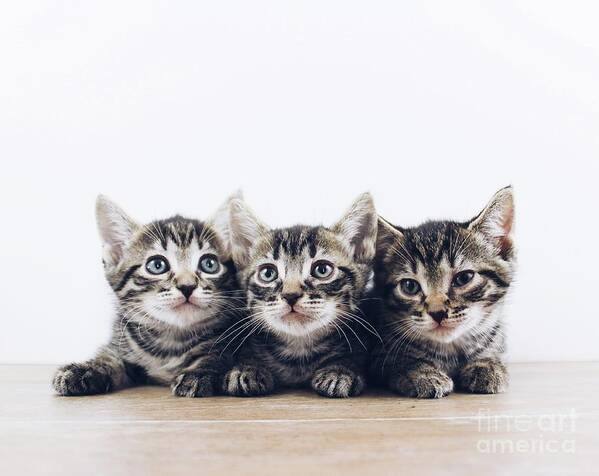 Sea Poster featuring the photograph Triplets by Michael Graham