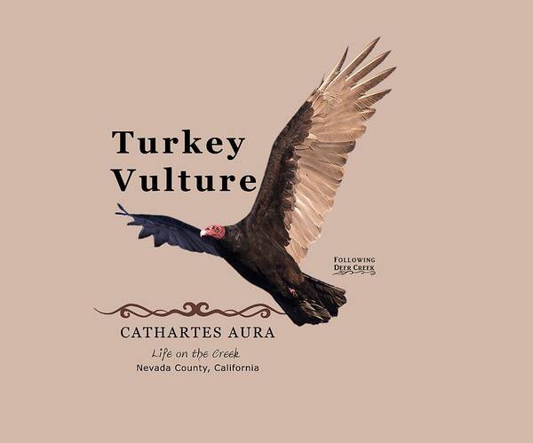 Turkey Vulture Poster featuring the digital art Turkey Vulture Cathartes aura by Lisa Redfern