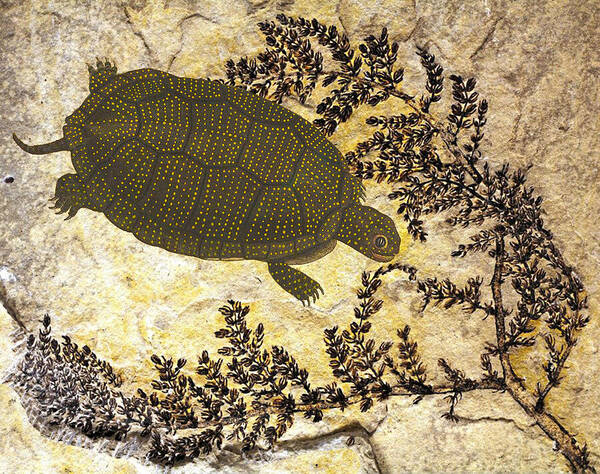 Turtle Poster featuring the mixed media Turtle in Montsechia by Lorena Cassady