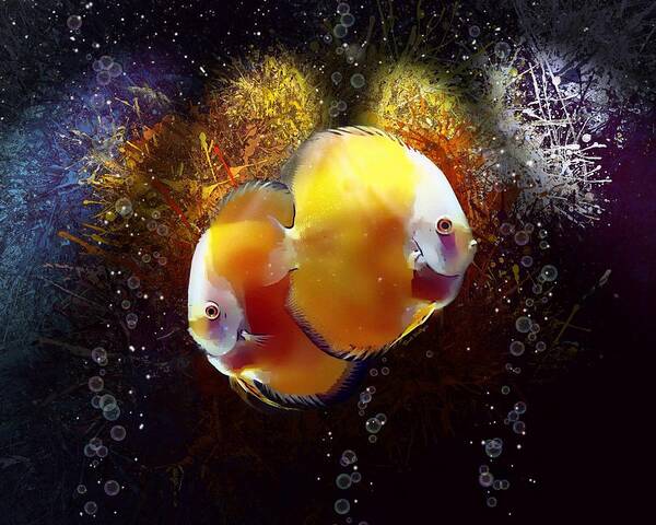 Golden Yellow Discus Poster featuring the digital art Two Golden Yellow Discus Fish by Scott Wallace Digital Designs