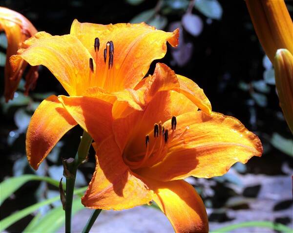 Nature Poster featuring the photograph Two Orange Day Lilies Close-up by Sheila Brown