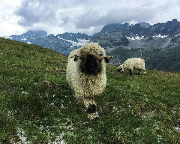 Valais Poster featuring the photograph Valais Blacknose Sheep in Zermatt, Switzerland by Pak Hong
