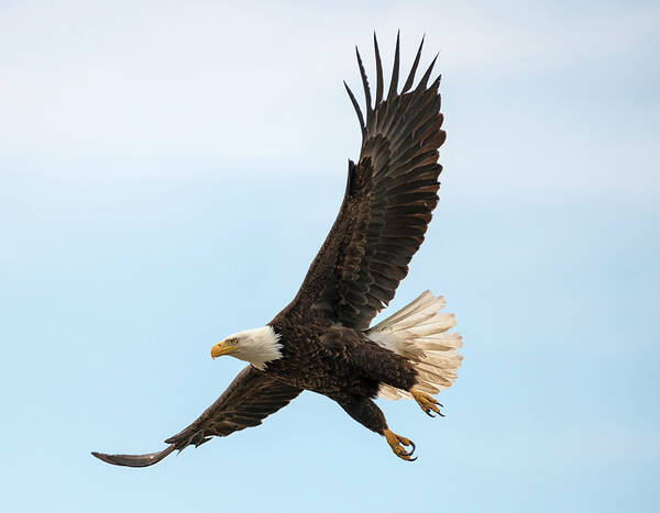 Loree Johnson Photography Poster featuring the photograph When the Eagle Flies by Loree Johnson