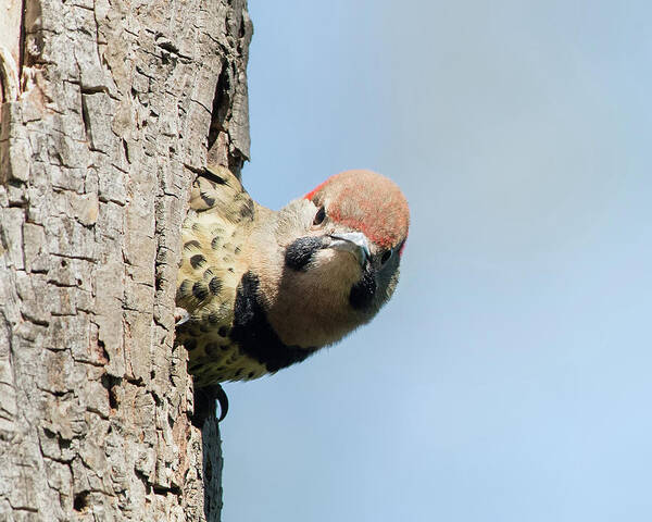 Woodpecker Poster featuring the photograph Where Is Mom by CR Courson