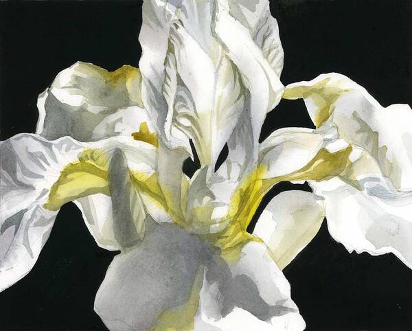 White Flower Poster featuring the painting White Iris Watercolor by Alfred Ng