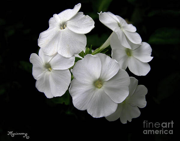 Nature Poster featuring the photograph White Phlox by Mariarosa Rockefeller