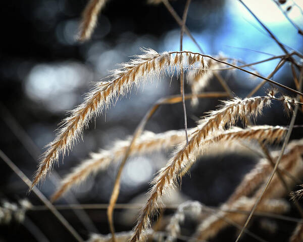 Grain Poster featuring the photograph Winter Grain by Steven Nelson