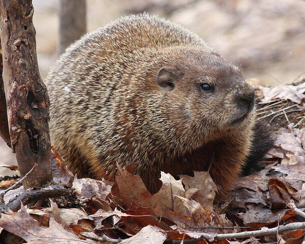 Woodchuck Poster featuring the photograph Woodchuck watching by Doris Potter