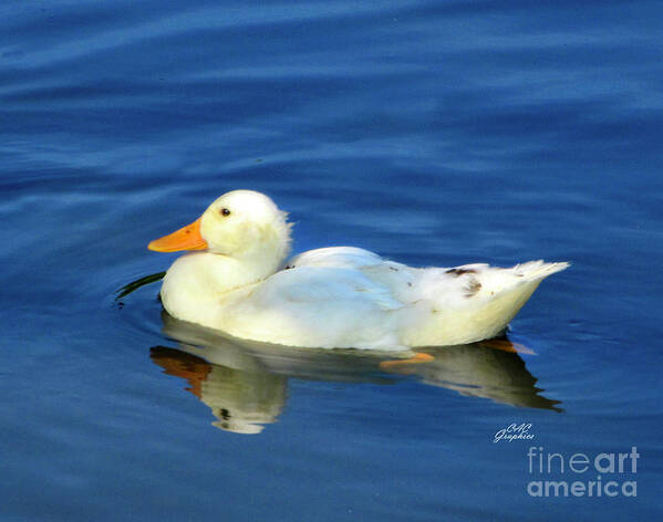 Duck Poster featuring the photograph Yellow Duck by CAC Graphics