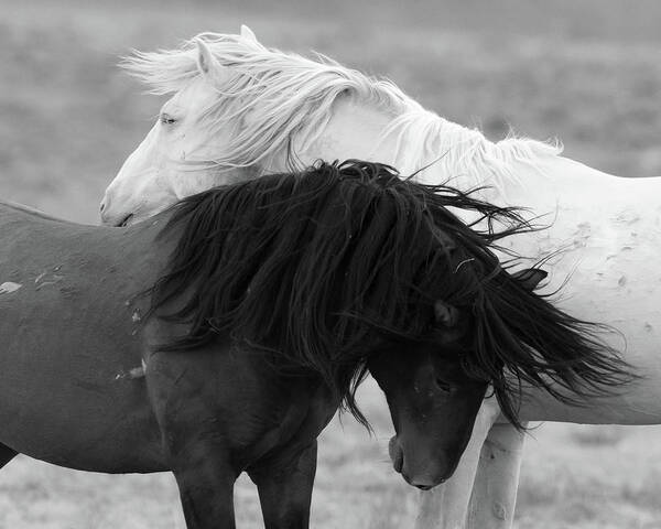 Wild Horses Poster featuring the photograph Yin and Yang by Mary Hone