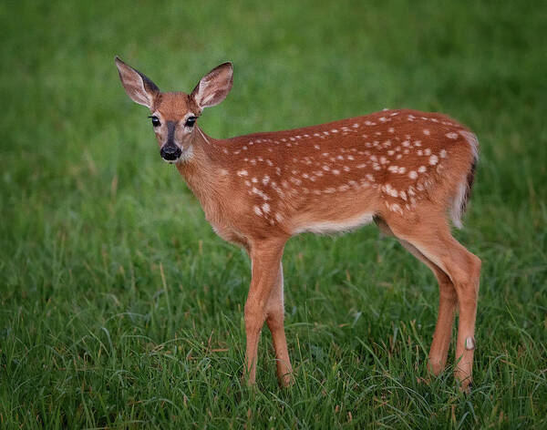 #fawn#wildlife#young#summer#deer#maine Poster featuring the photograph Young Fawn by Darylann Leonard Photography