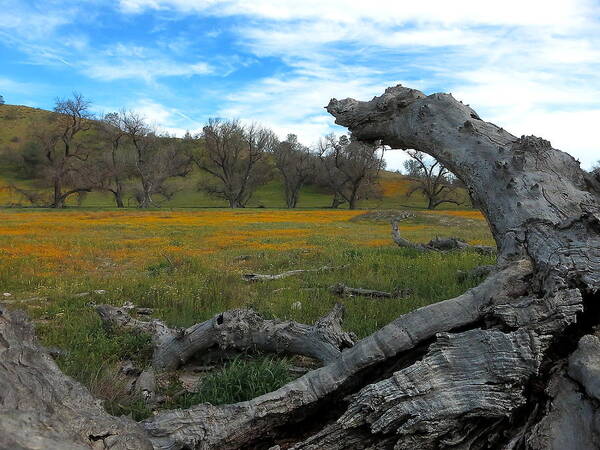 Wildflowers Poster featuring the photograph Wild Shell Creek Road by Paul Foutz