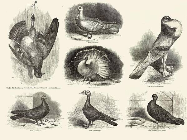 1868 Poster featuring the photograph 1868 Darwin Pigeon Breeds Illustration by Paul D Stewart