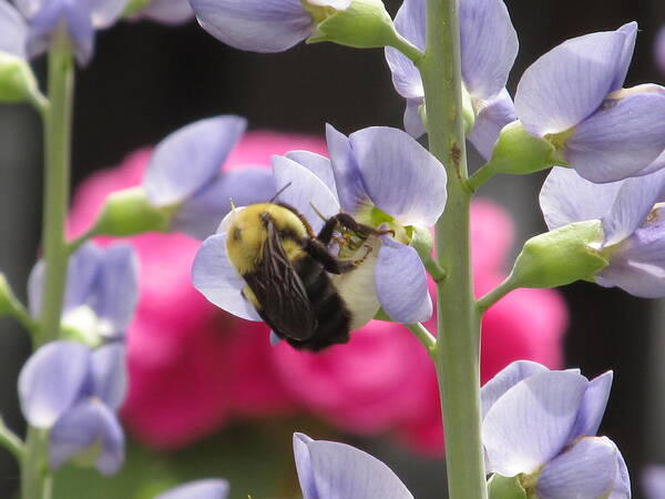 Blue Flower Poster featuring the photograph Bee With Blue Wild Indigo #1 by Alfred Ng
