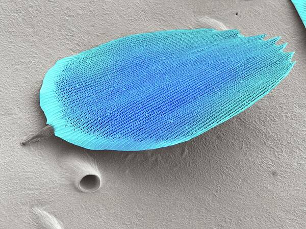 Sem Poster featuring the photograph Butterfly Wing Scale #1 by Karl Gaff