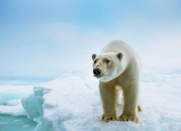 1 Poster featuring the photograph Close Up Of A Standing Polar Bear #1 by Peter J. Raymond
