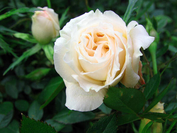 Cream Pot Rose Poster featuring the photograph Cream Pot Rose #1 by Helene U Taylor