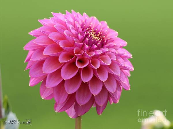 Mccombie Poster featuring the photograph Dahlia named Skipley Spot of Gold #1 by J McCombie