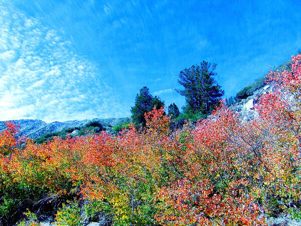 Sky Poster featuring the photograph Fall Is Here #2 by Marilyn Diaz