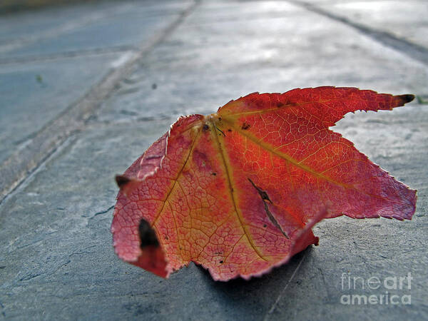 Red Leaf Poster featuring the photograph Fall Leaf by Kelly Holm