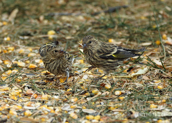 Pine Siskin Poster featuring the photograph Fight #1 by Lori Tordsen