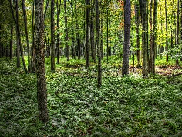  Poster featuring the photograph Forest Floor #2 by David Armstrong