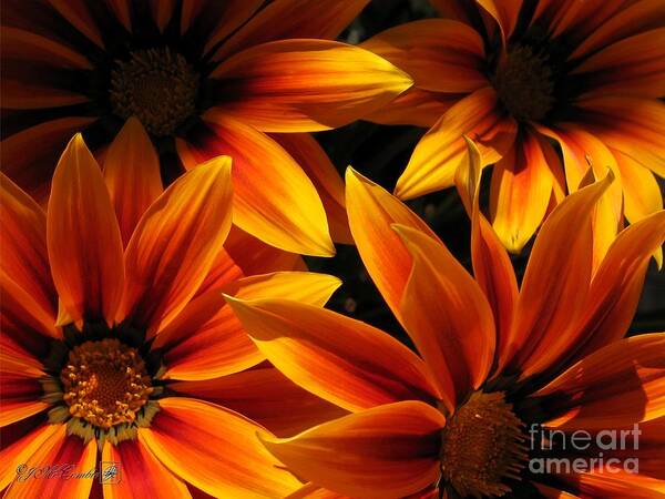 Mccombie Poster featuring the photograph Gazania named Kiss Orange Flame #1 by J McCombie