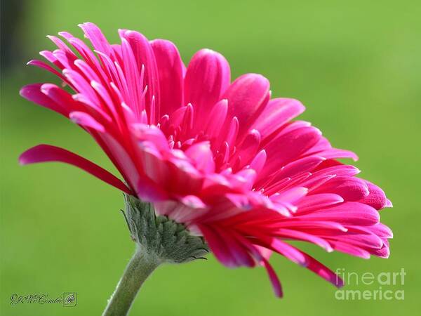 Mccombie Poster featuring the photograph Gerbera Daisy named Raspberry Picobello #1 by J McCombie