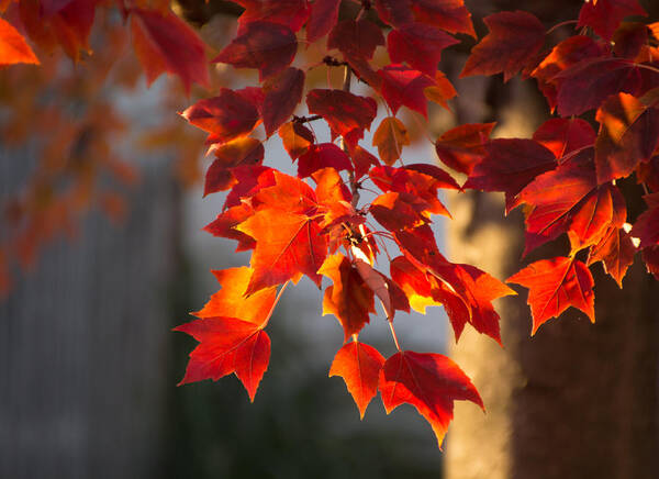 Autumn Leaves Poster featuring the photograph Golden Hour #1 by Cathy Donohoue