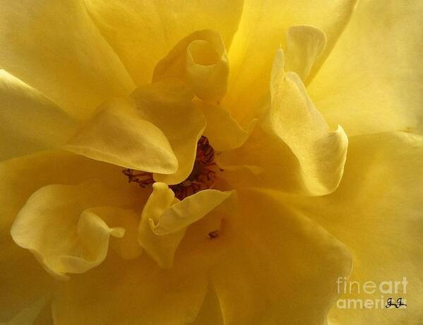 Floral Photograph Poster featuring the photograph Gracefully Yellow #1 by Geri Glavis