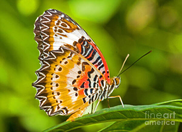 Animal Poster featuring the photograph Lacewing Butterfly #1 by Millard H Sharp