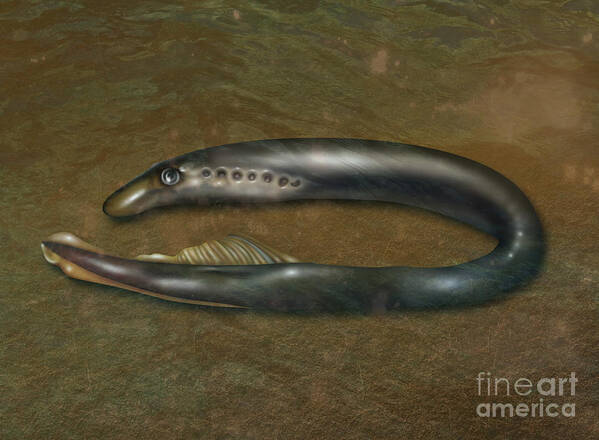 Nature Poster featuring the photograph Lamprey Eel, Illustration #2 by Gwen Shockey