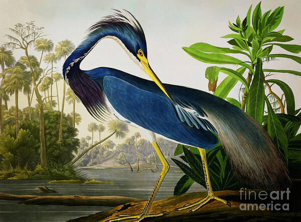 Wild Life Poster featuring the drawing Louisiana Heron #1 by Celestial Images