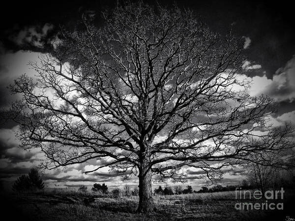 Tree Poster featuring the photograph Marion Oaks by September Stone