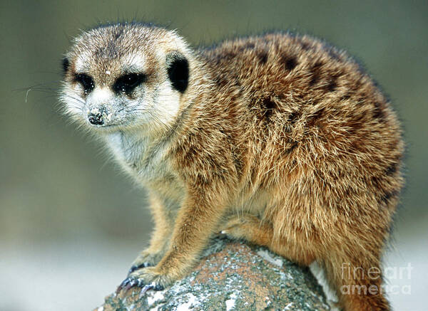 Animal Poster featuring the photograph Meerkat Suricata Suricatta #1 by Millard H. Sharp