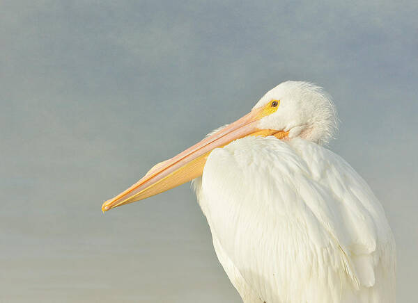 American White Pelican Poster featuring the photograph Morning Beckons #2 by Fraida Gutovich