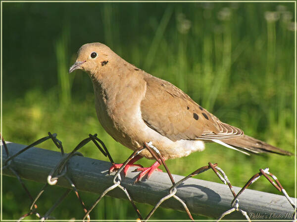 Nature Poster featuring the photograph Morning Dove I #1 by Debbie Portwood