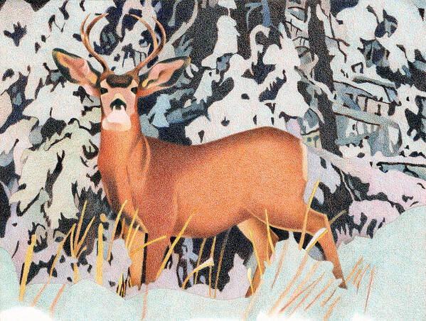 Art Poster featuring the drawing Mule Deer #2 by Dan Miller