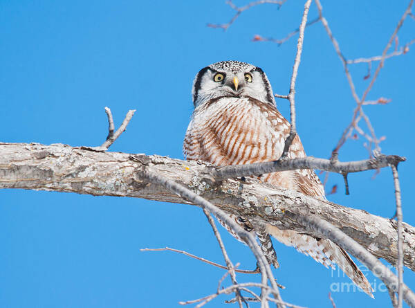  Poster featuring the photograph Northern Hawk Owl #1 by Cheryl Baxter