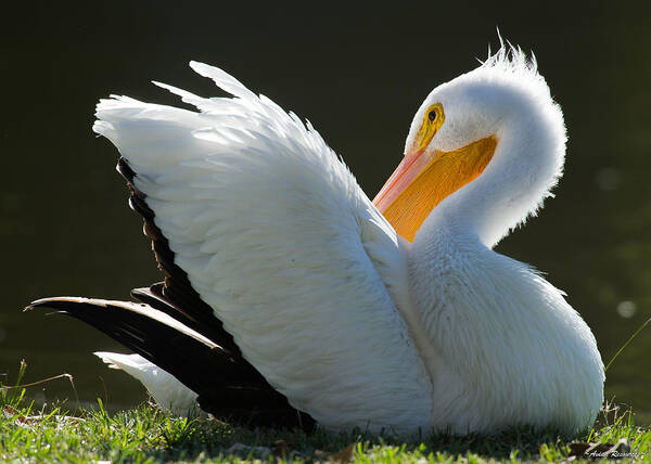 Pelicans Poster featuring the photograph Pelican Preening #1 by Avian Resources