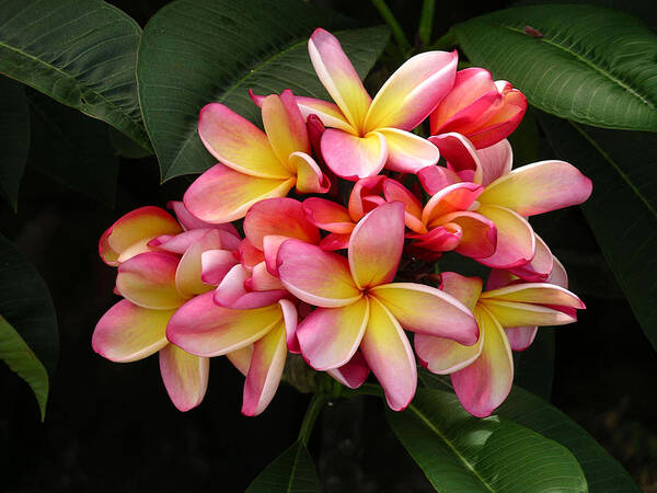 Yellows Poster featuring the photograph Pink and Yellow Plumeria #1 by Karen Nicholson