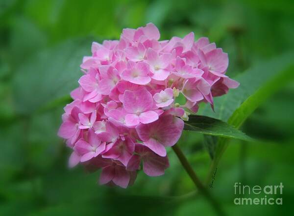 Pink Hydrangea Poster featuring the photograph Pink Hydrangea #1 by Yumi Johnson