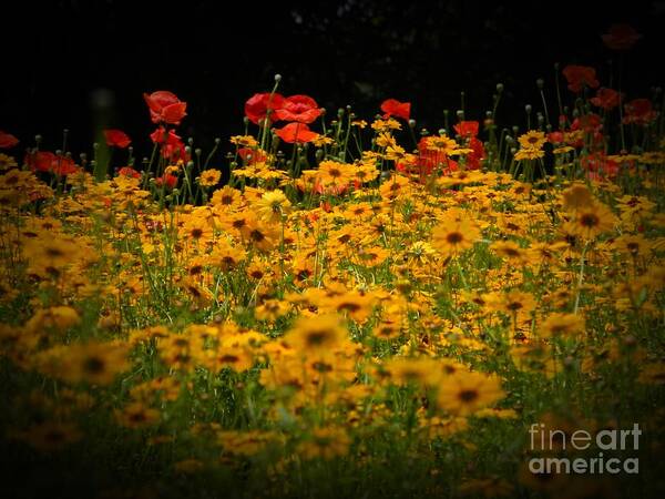 Flower Poster featuring the photograph Poppies by Leslie Revels