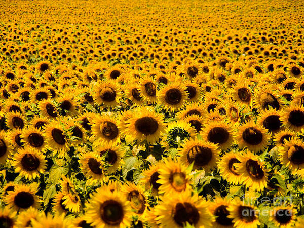 Sunflower Poster featuring the photograph Sunflowers #1 by Tim Holt