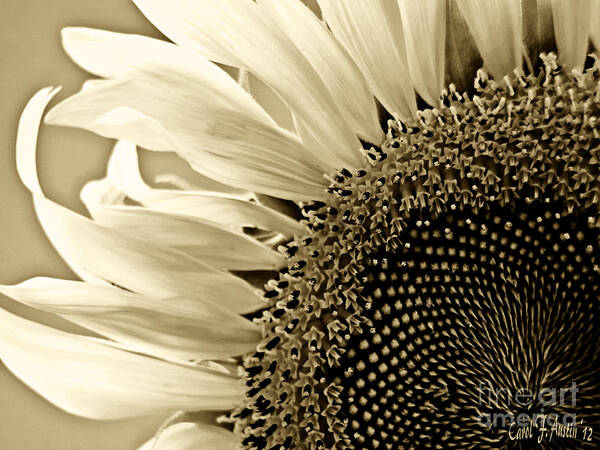 Sunflower Poster featuring the photograph Sunny Bloom Sunflower by Carol F Austin