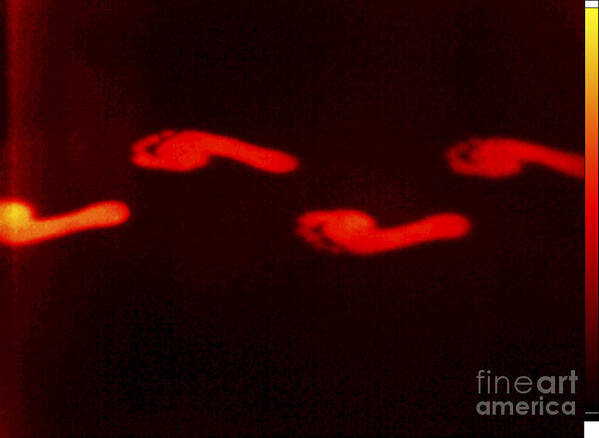 Barefoot Poster featuring the photograph Thermogram Of Thermal Footprints #1 by GIPhotoStock