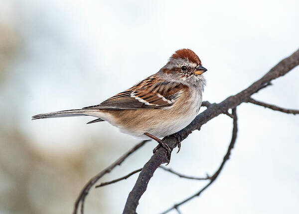 Digital Photograph Poster featuring the photograph Tree Sparrow II #1 by Jim Zablotny