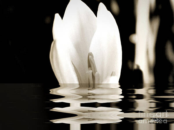 Flower Poster featuring the photograph Water Flower #1 by Keith Lyman