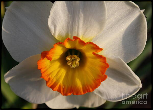 Plants Poster featuring the photograph Paper White Daffodil by Dora Sofia Caputo